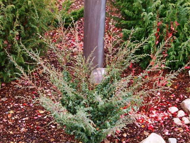 Juniperus communis 'Blåmann'