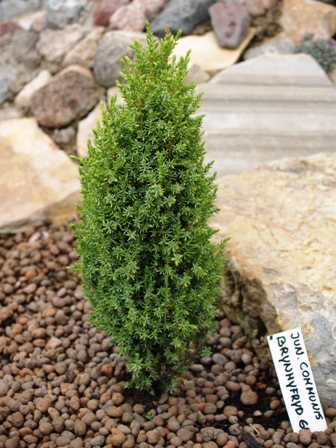 Juniperus communis 'Brynhyfryd Gold'