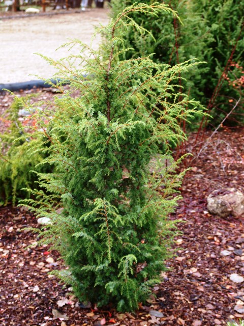 Juniperus communis 'Cracovia'