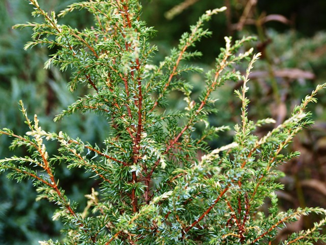 Juniperus communis 'Constance Franklin'