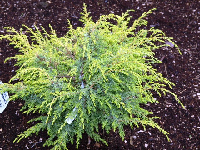 Juniperus communis 'Hemson'