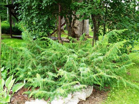 Juniperus communis 'Jako'