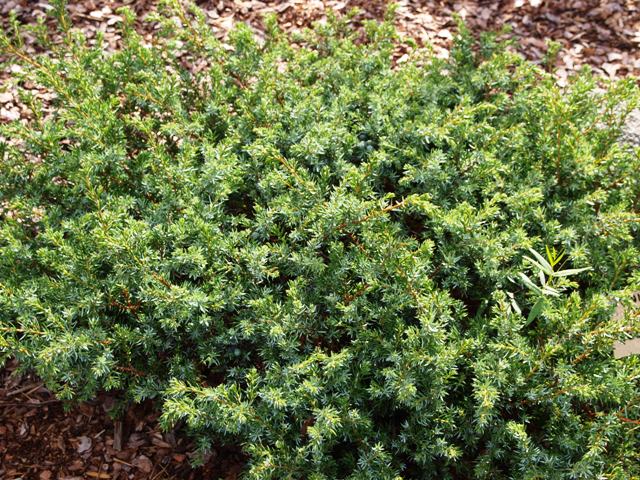 Juniperus communis 'Jeddeloh'