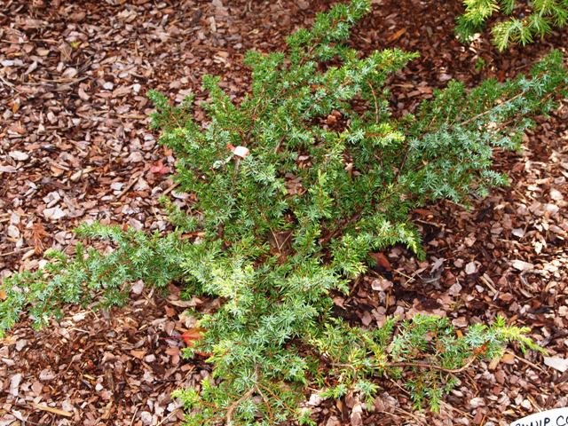Juniperus communis 'Kenwith Castle'