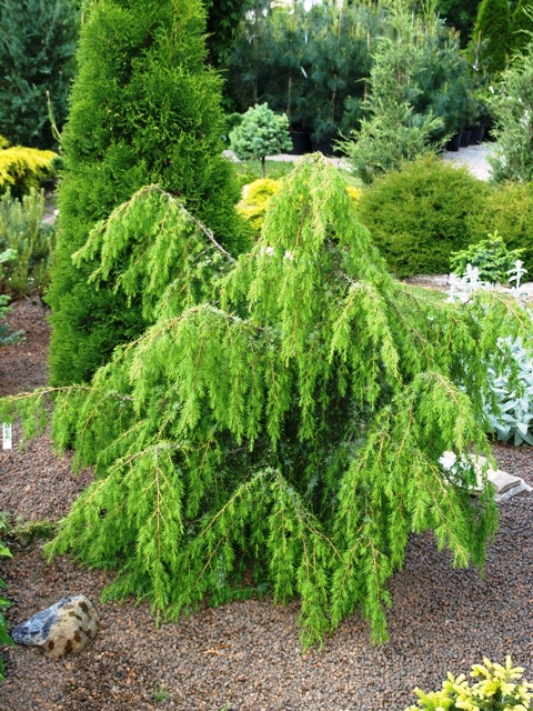 Juniperus communis 'Laxa'