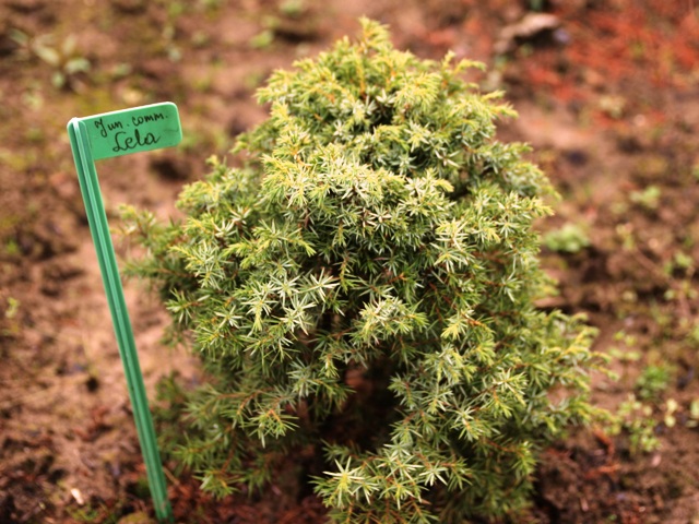 Juniperus communis 'Lela'