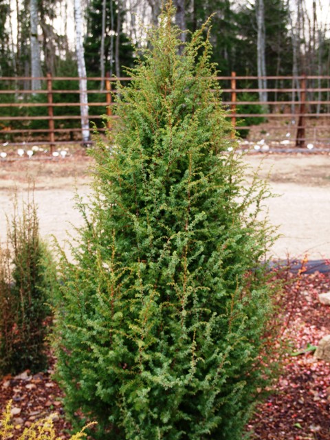 Juniperus communis 'Örsgänga'