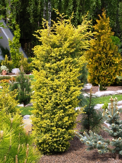Juniperus communis 'Suecica Aurea'