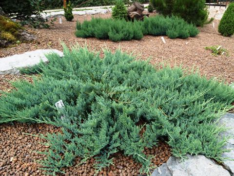 Juniperus horizontalis 'Blue Moon'