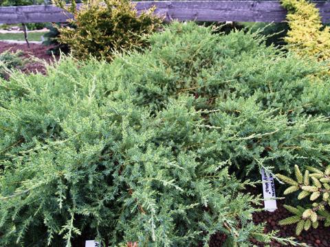 Juniperus x media 'Arctic'