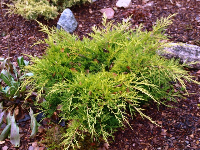 Juniperus x media 'Blound(Gold Sovereign)'