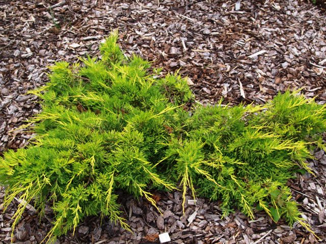 Juniperus x media 'Dierks Gold'