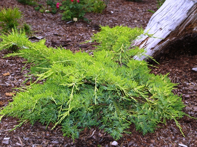 Juniperus x media 'Favorit'