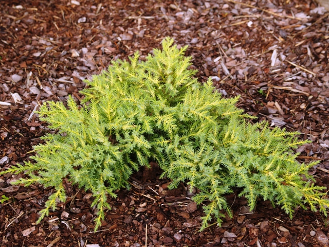 Juniperus x media 'Franz'