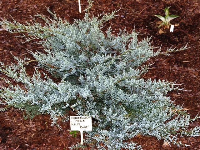 Juniperus x media 'Hill's Blue'