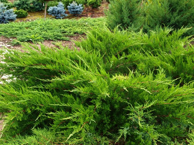 Juniperus x media 'Mint Julep'