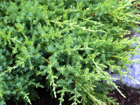 Juniperus x media 'Filip's Wai Momi'