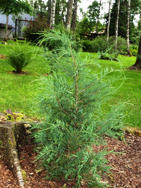 Juniperus sabina 'Fastigiata'