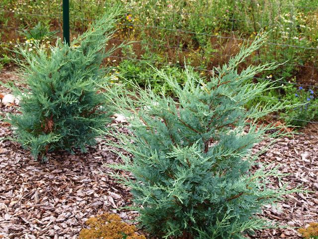 Juniperus scopulorum(J. virginiana) 'Moonglow'