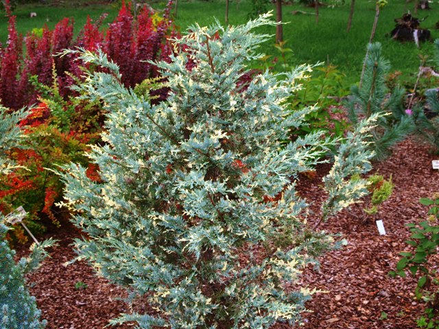 Juniperus scopulorum 'Snow Fluries'