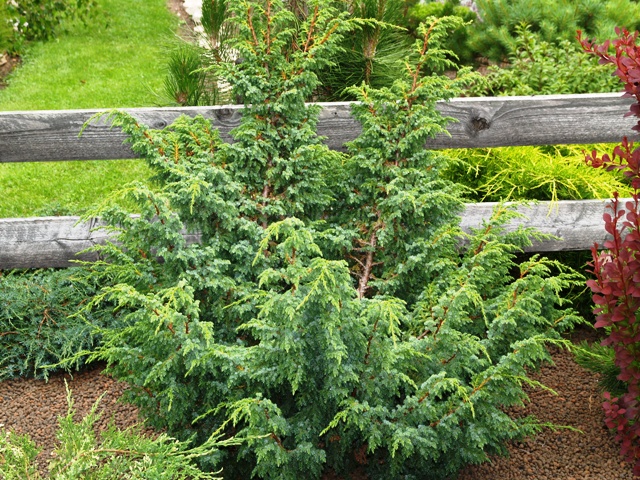 Juniperus squamata 'var. fargesii'