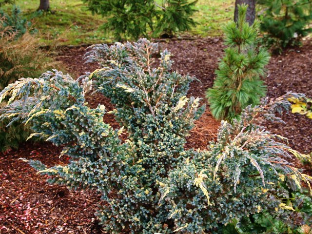 Juniperus squamata 'Golden Flame'