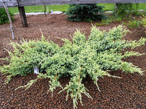Juniperus squamata 'Selma'