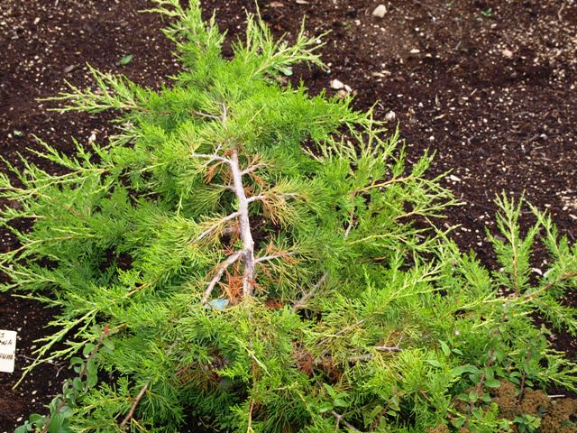 Juniperus virginiana 'Elegantissima'
