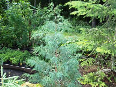 Juniperus virginiana 'Pseudocupressus'