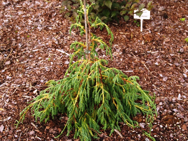 Juniperus recurva var. coxii 
