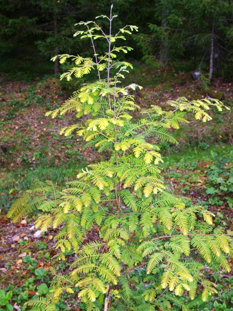 Metasequoia glyptostroboides 'All Bronze'
