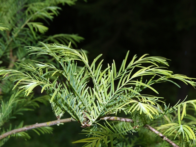 Metasequoia glyptostroboides 'Spring Cream'
