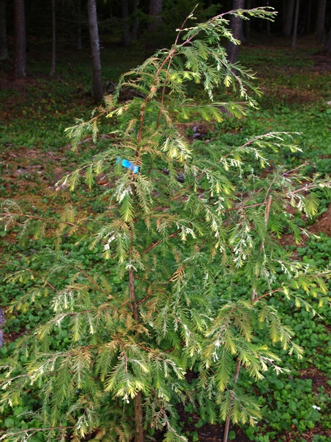 Metasequoia glyptostroboides 'White Spot'