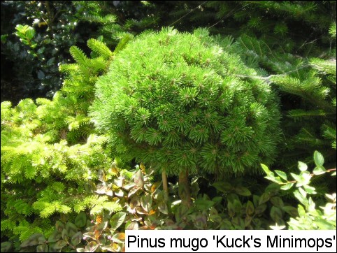 Pinus mugo 'Kuck's Minimops'