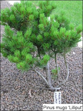 Pinus mugo 'Lilliput'