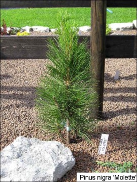 Pinus nigra 'Molette'