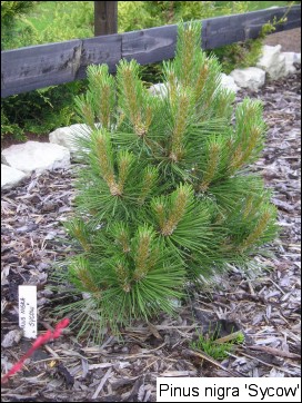 Pinus nigra 'Syców'