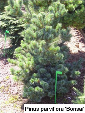 Pinus parviflora 'Bonsai'
