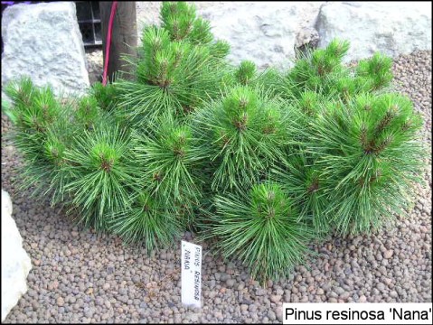 Pinus resinosa 'Nana'