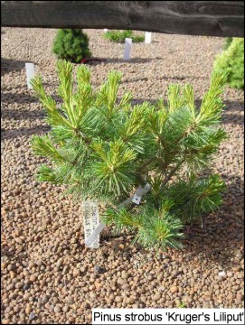 Pinus strobus 'Krügers Lilliput'
