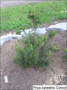 Pinus sylvestris 'Conica'
