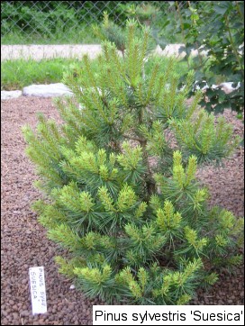 Pinus sylvestris 'Suecica'