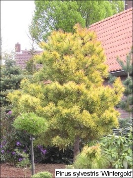 Pinus sylvestris 'Wintergold'