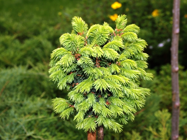 Picea abies 'Witches' Brood'