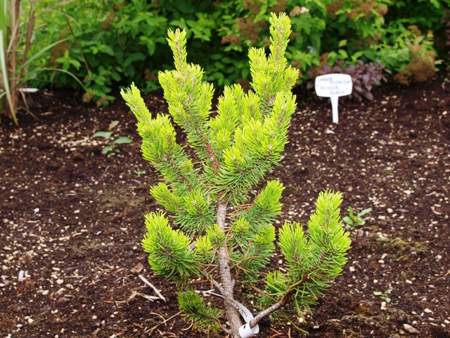 Pinus banksiana 'Stara Tura'