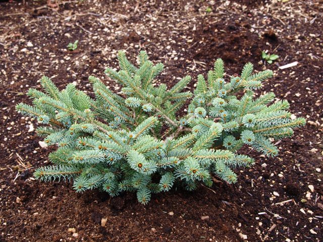 Picea bicolor 'Howell's Dwarf'