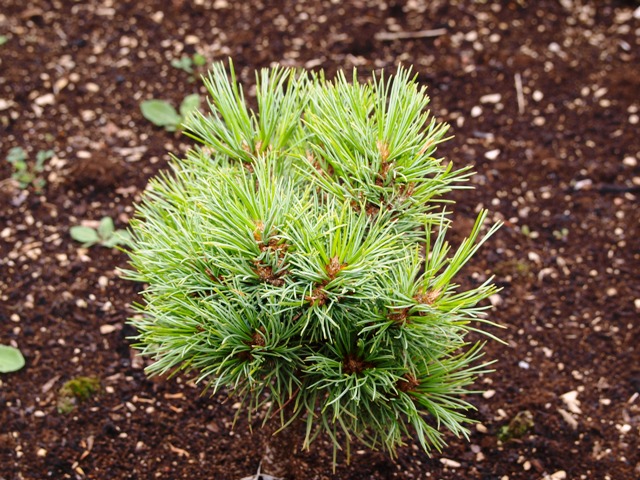 Pinus cembra 'Ortler'