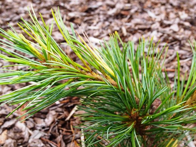 Pinus cembra 'Variegata'