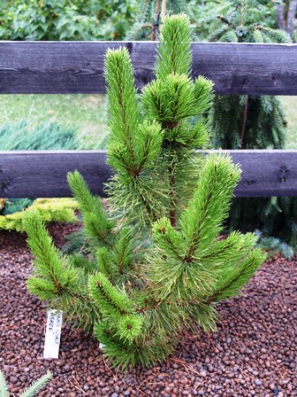 Pinus contorta 'Asher'