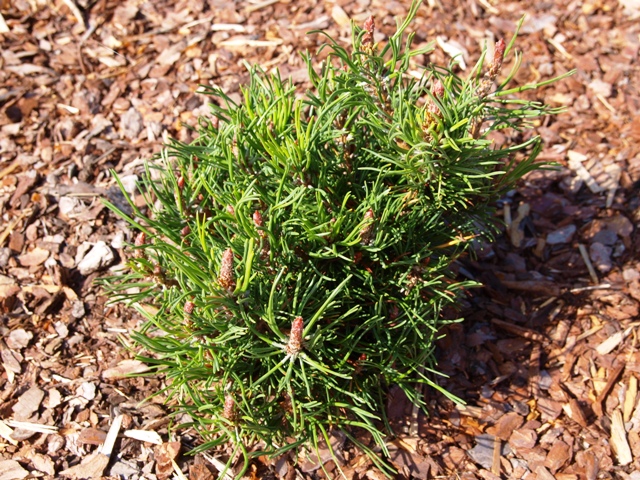 Pinus contorta 'Krnak'